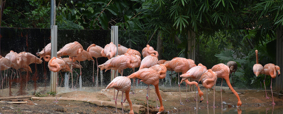 图片[2]-Shenzhen Safari Park Guide | Must-See Attractions & Animal Shows